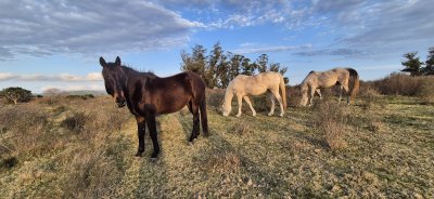 Campo en venta , 36 has.a 7 km.de Solís de Mataojo 
