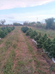 ESTABLECIMIENTO CANNABICO EN ACTIVIDAD AL N.E. DE CANELONES