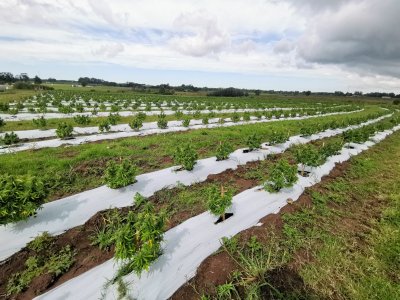 Venta Chacra con plantación de Cannabis