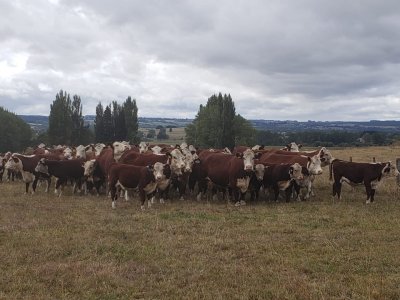 Venta campo agrícola ganadero en Paysandú