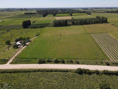 Chacra en Los Cerrillos, 3 has con pequeño viñedo! 
