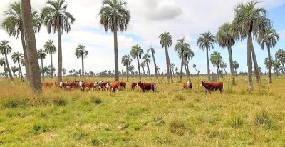 Venta Campo Fraccionado Posibilidad de Dividir Rincón Bravo, Río San Luis Rocha Uruguay