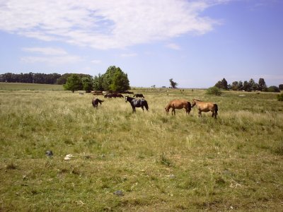 VENTA CAMPO 1500 HECTAREAS