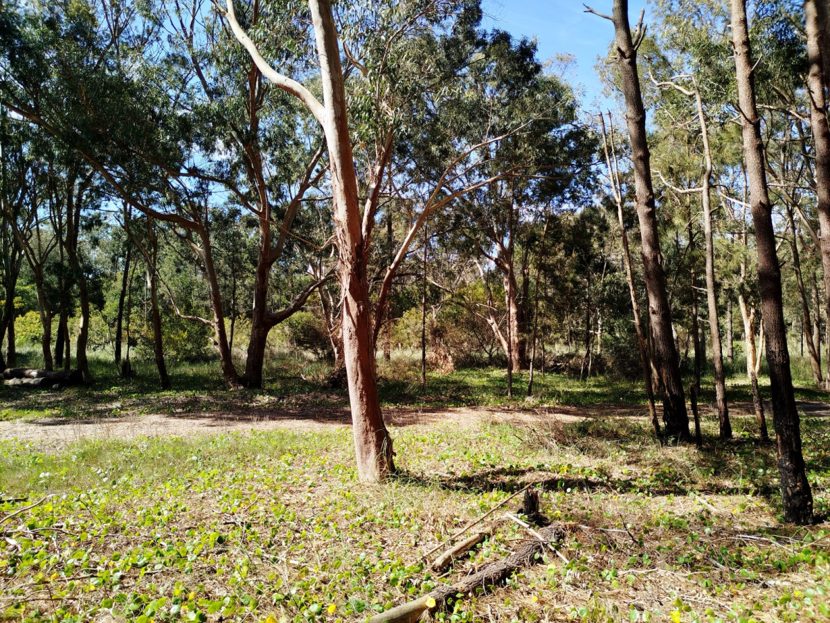 Dos terrenos a pocos metros de la playa en La Esmeralda.