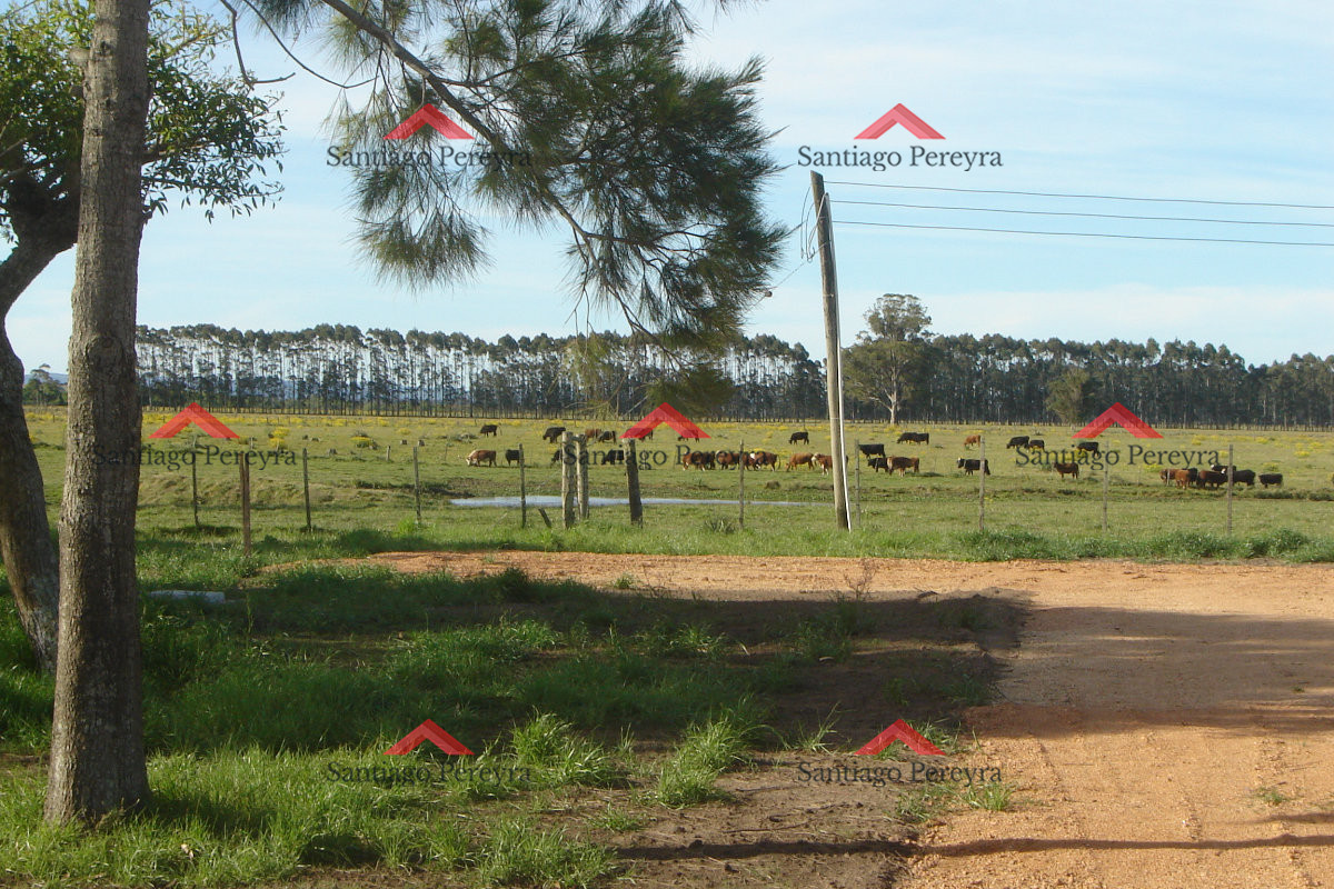 Chacra en Punta del Este - GoPunta - Portal Inmobiliario de Punta del Este - Maldonado