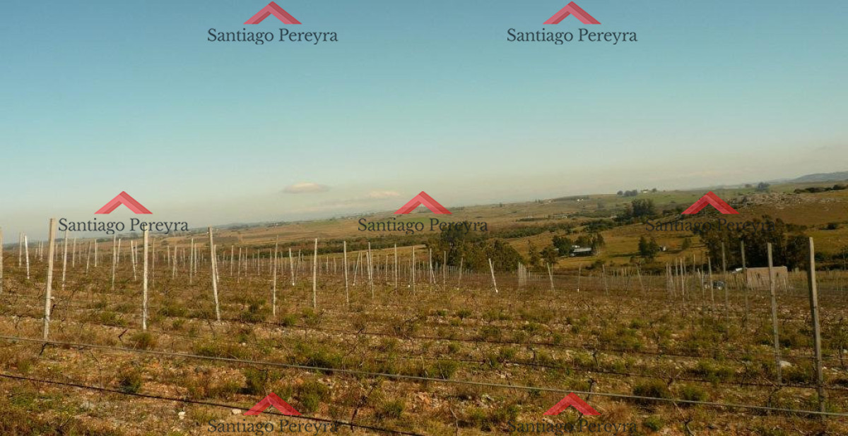 Chacra en Punta del Este - GoPunta - Portal Inmobiliario de Punta del Este - Maldonado
