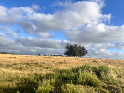Campo 21,5 hás Ruta 9 casi Cno Sainz Martinez- José Ignacio
