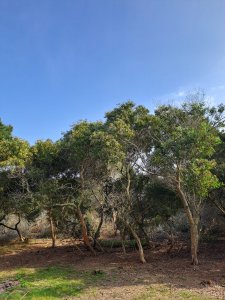 Terreno de 1200mts en Laguna Garzón