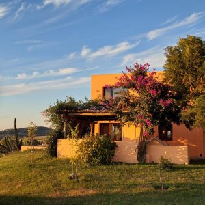 Venta en Ruta 12, chacra de 5 has, Laguna del Sauce con 750 olivos plantados y casa divina con 3 dormitorios mas casa de invitados .