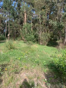 Espectacular terreno en venta de 1000 mts en Parque Burnett apto para planta baja y 4 pisos 