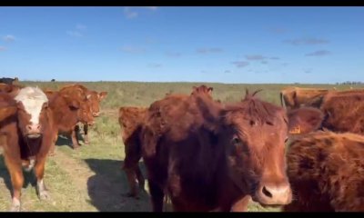 Se vende campo ganaderode 50 hectareas 