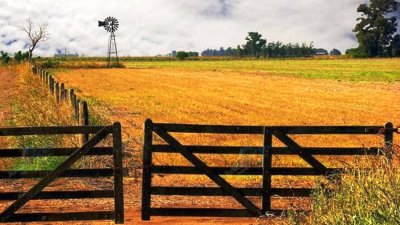 Excelente Campo en Flores 