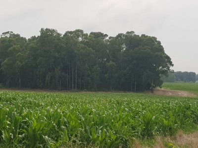 Campo de 32 Hectáreas en Colonia