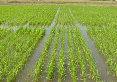 Campo En Venta En Rocha, Arrocero Y Ganadero, Laguna Merín