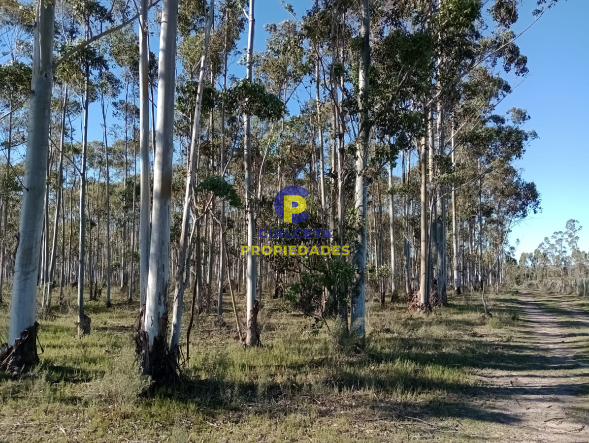 Propiedad - GoPunta - Portal Inmobiliario de Punta del Este - Maldonado