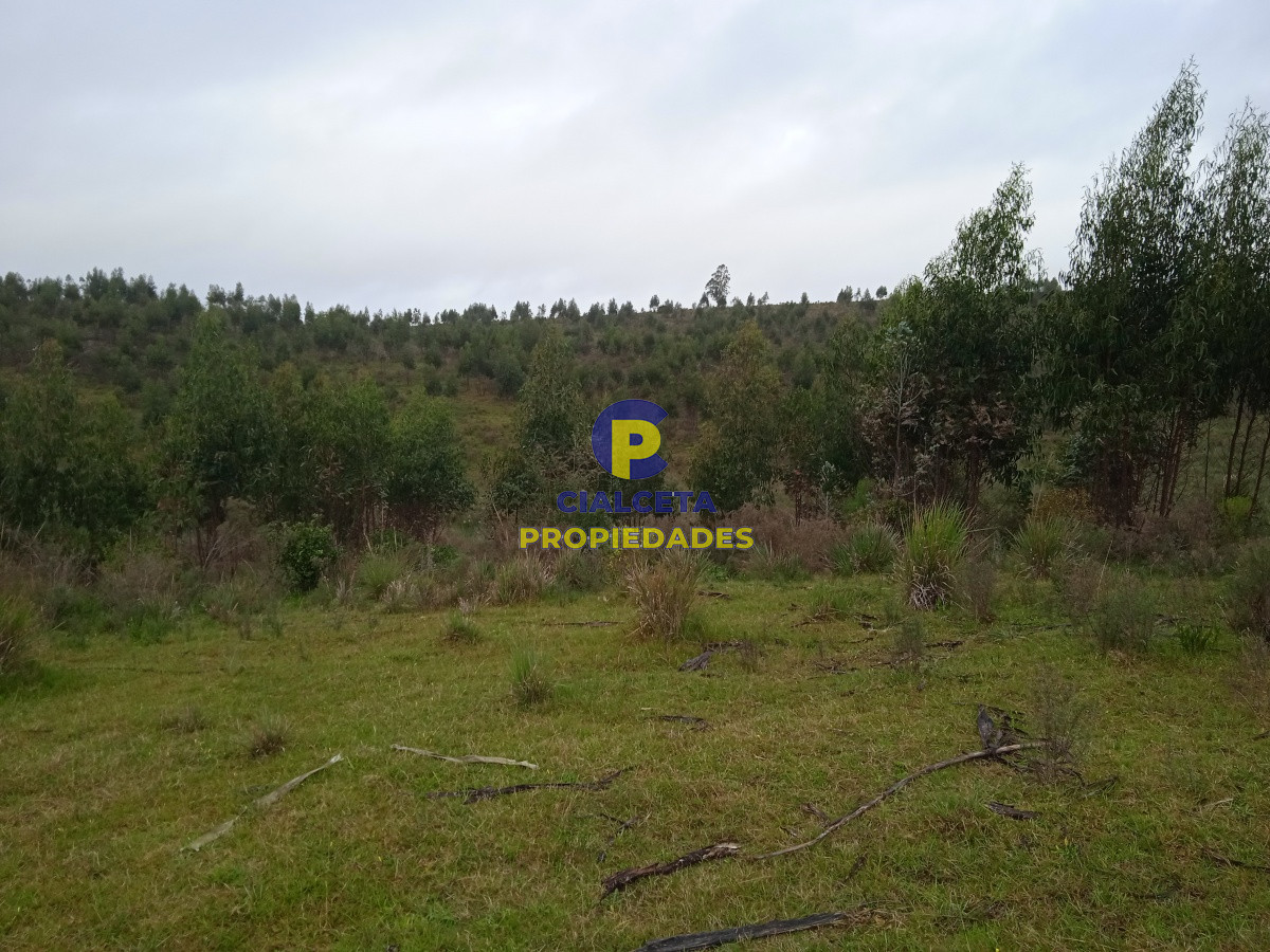 Rocha - GoPunta - Portal Inmobiliario de Punta del Este - Maldonado