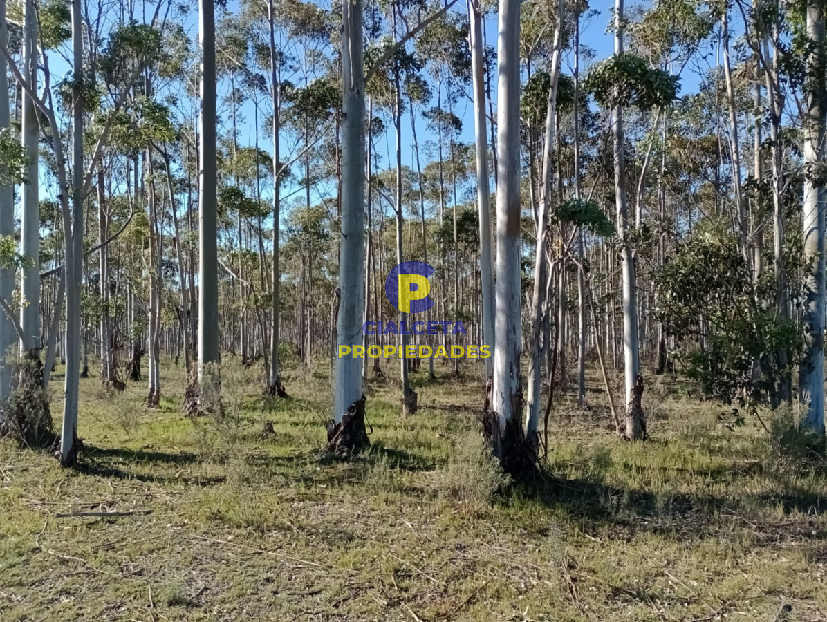 Propiedad - GoPunta - Portal Inmobiliario de Punta del Este - Maldonado
