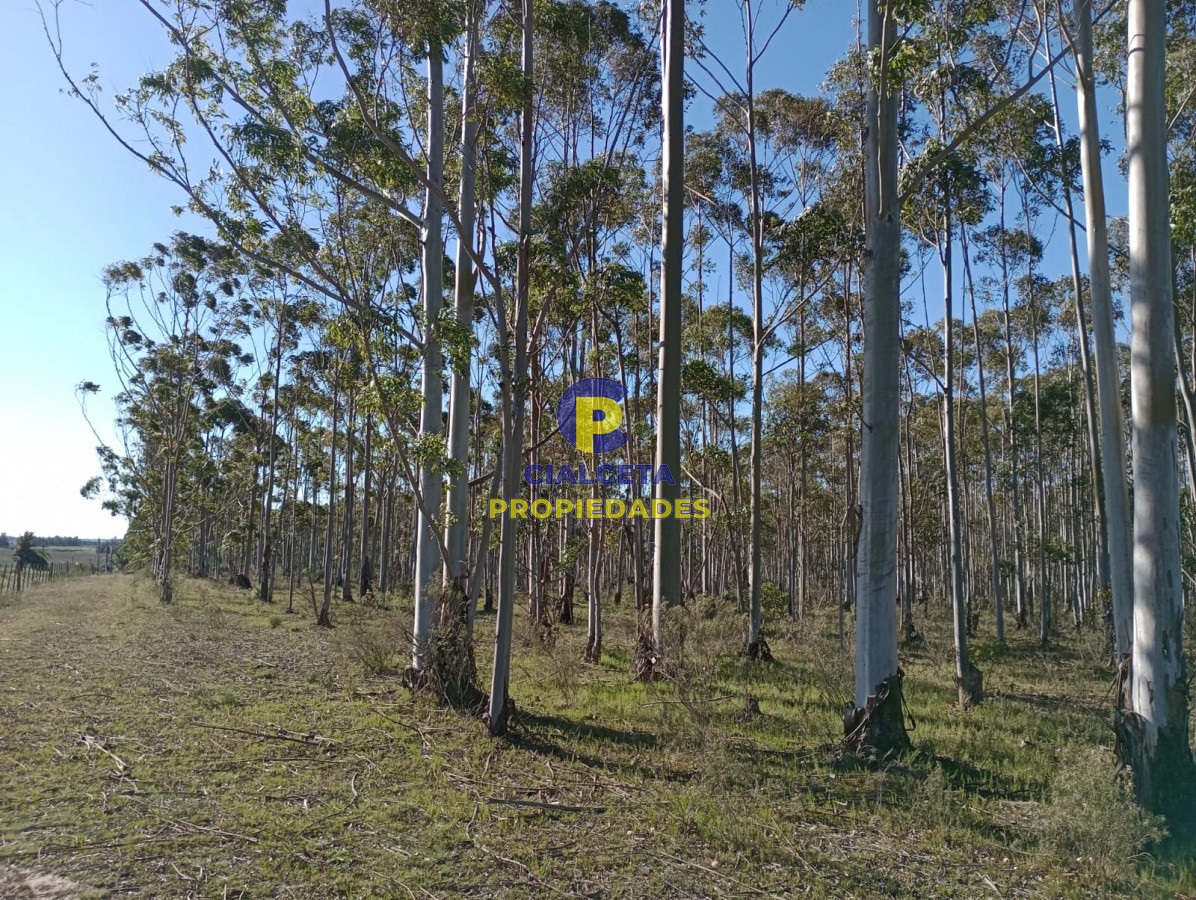 Propiedad - GoPunta - Portal Inmobiliario de Punta del Este - Maldonado
