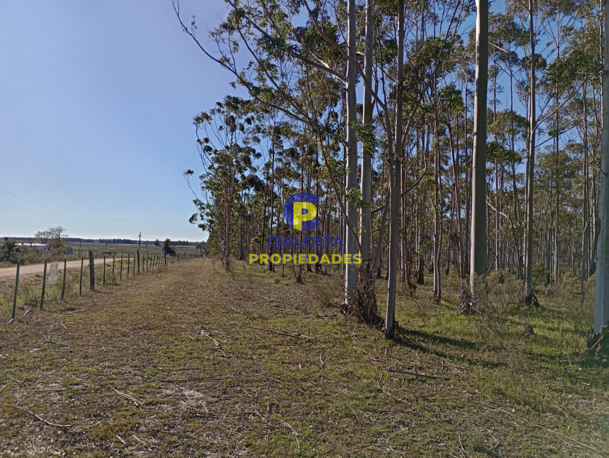 Propiedad - GoPunta - Portal Inmobiliario de Punta del Este - Maldonado