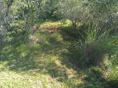 5 hectáreas en las Cañas