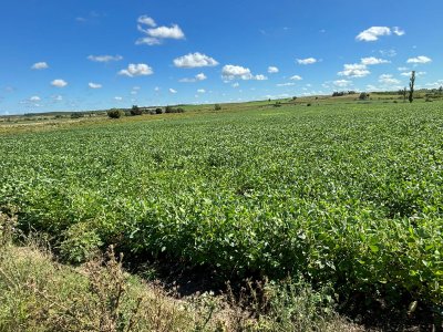 14 hectáreas en Canelones