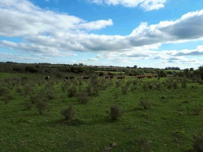 16 hectáreas en Tala 