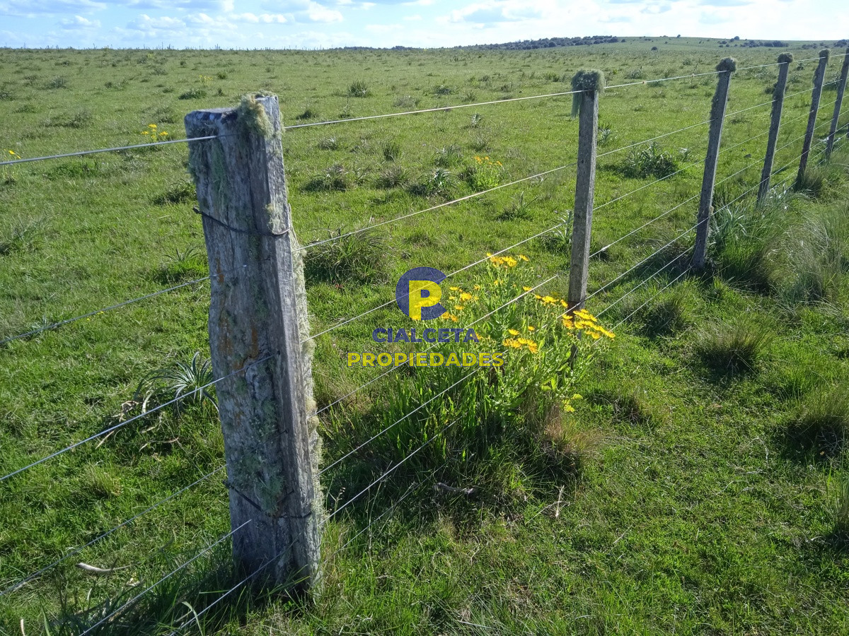 202 hectáreas, campo bueno, natural - GoPunta - Portal Inmobiliario de Punta del Este - Maldonado