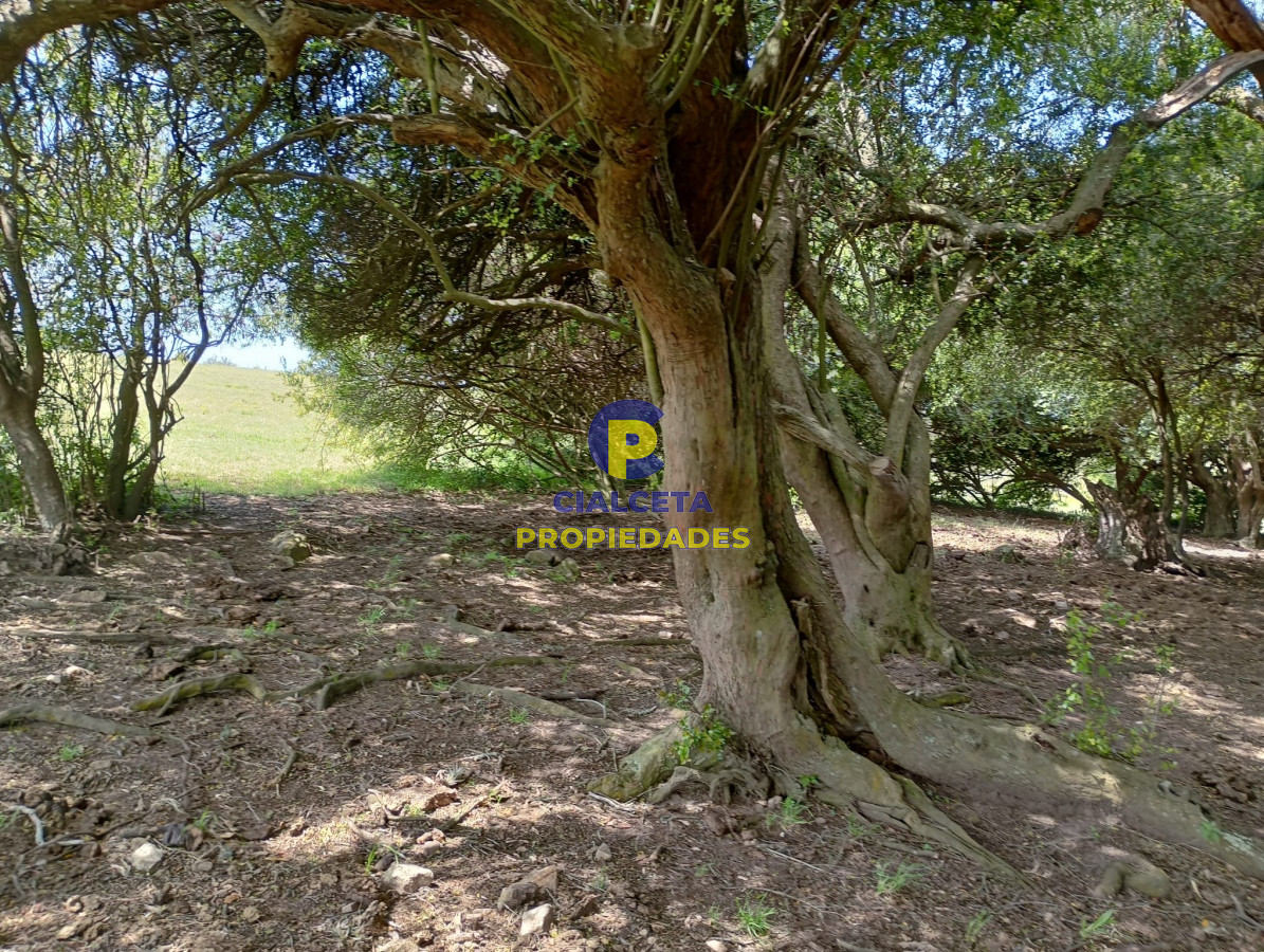 32 hectáreas en Maldonado - GoPunta - Portal Inmobiliario de Punta del Este - Maldonado