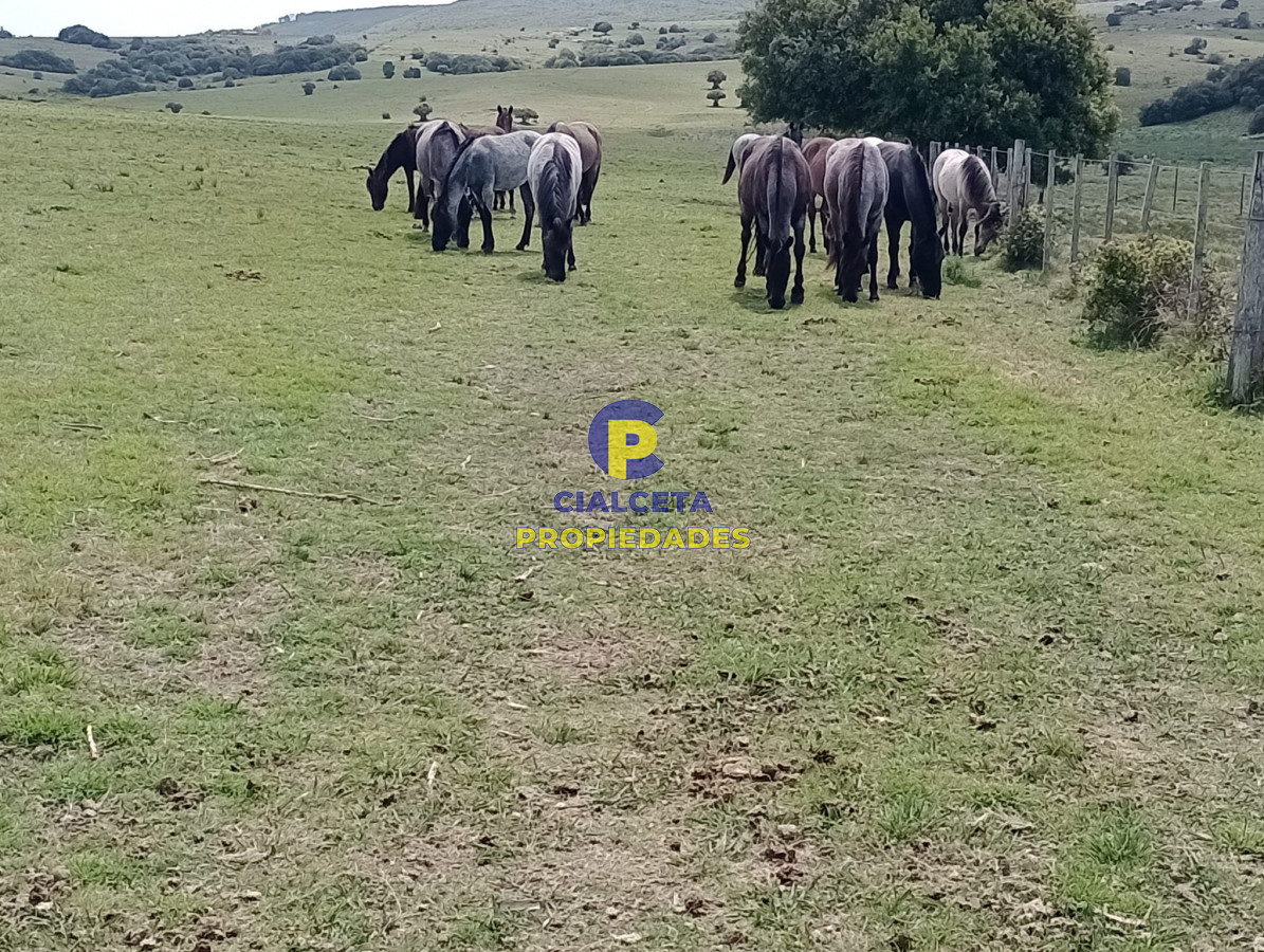 28 hectáreas y media en Maldonado - GoPunta - Portal Inmobiliario de Punta del Este - Maldonado