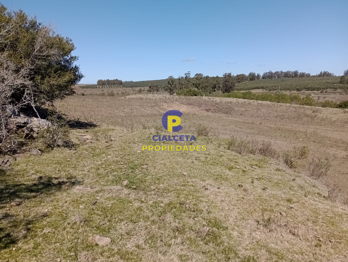 16 hectáreas en Maldonado - GoPunta - Portal Inmobiliario de Punta del Este - Maldonado