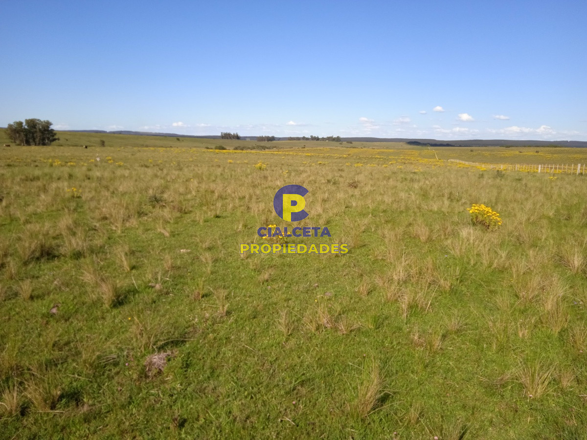 202 hectáreas, campo bueno, natural - GoPunta - Portal Inmobiliario de Punta del Este - Maldonado