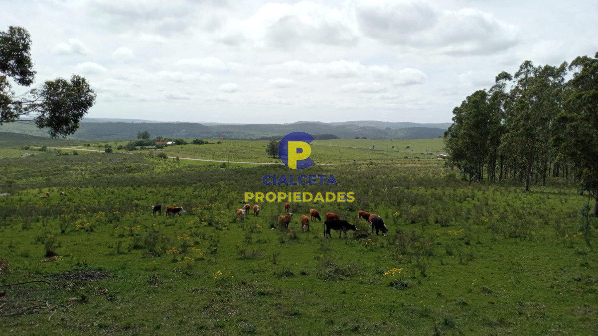 31 hectáreas en Maldonado - GoPunta - Portal Inmobiliario de Punta del Este - Maldonado