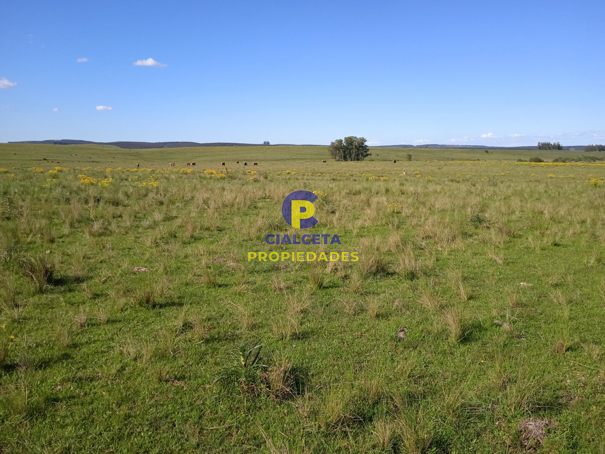 202 hectáreas, campo bueno, natural - GoPunta - Portal Inmobiliario de Punta del Este - Maldonado