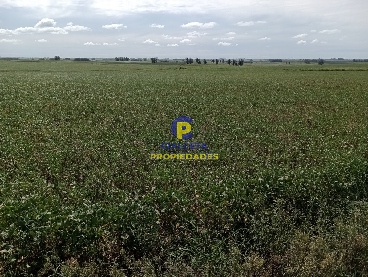 350 hectáreas en lavalleja - GoPunta - Portal Inmobiliario de Punta del Este - Maldonado