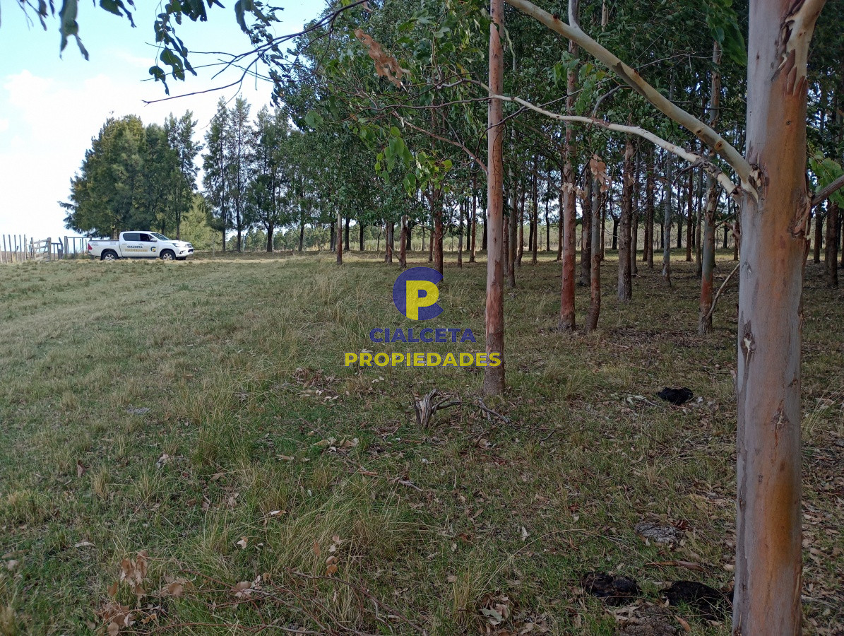 228 hectáreas en lavalleja - GoPunta - Portal Inmobiliario de Punta del Este - Maldonado