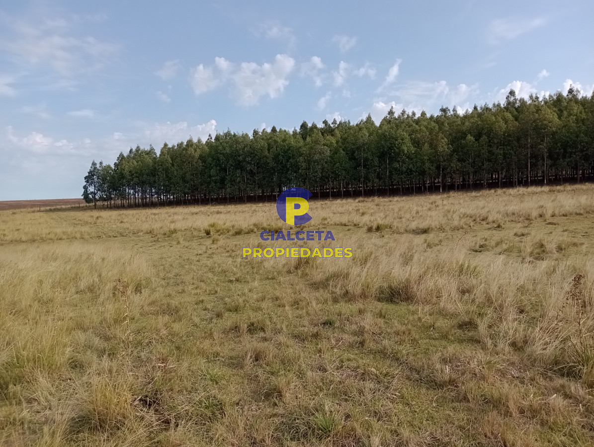 228 hectáreas en lavalleja - GoPunta - Portal Inmobiliario de Punta del Este - Maldonado