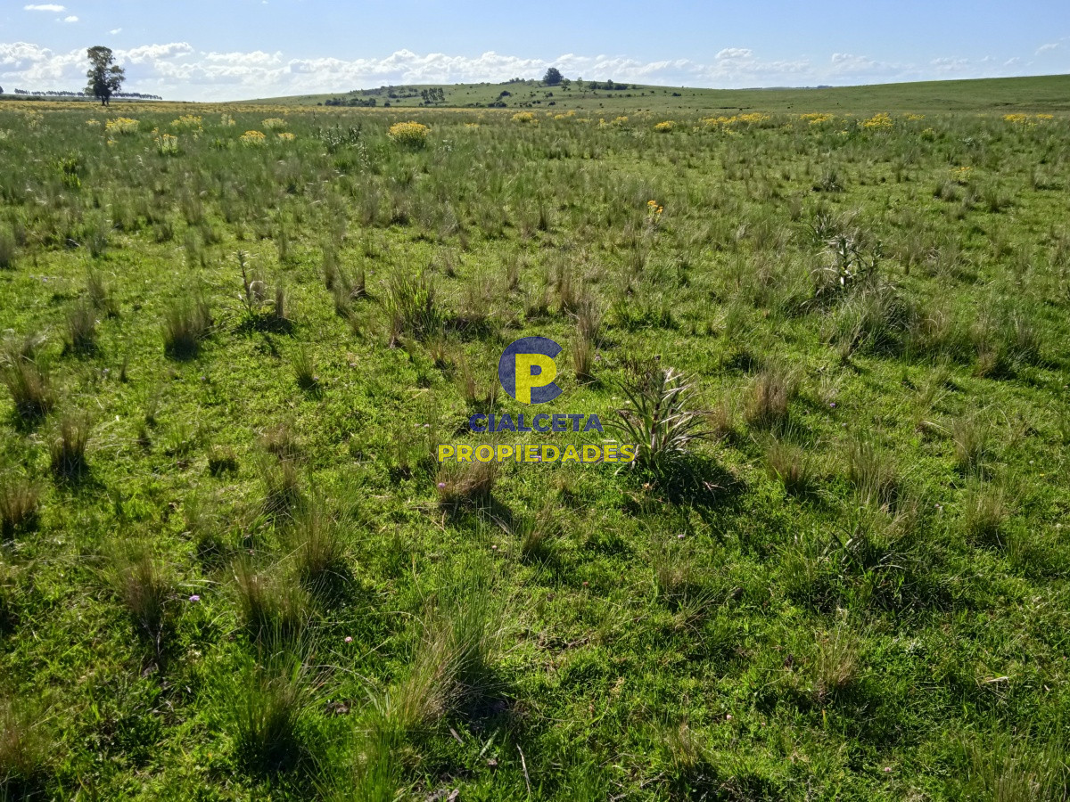 202 hectáreas, campo bueno, natural - GoPunta - Portal Inmobiliario de Punta del Este - Maldonado