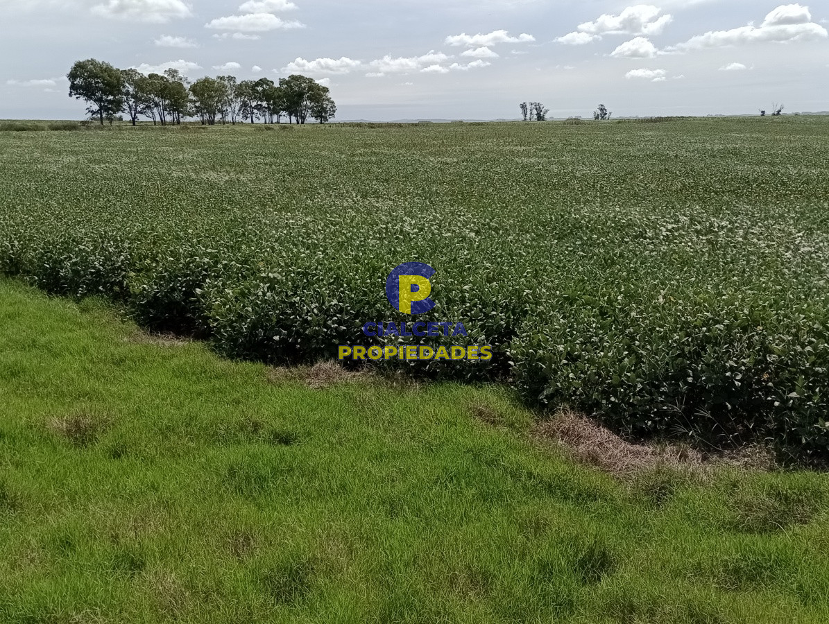 350 hectáreas en lavalleja - GoPunta - Portal Inmobiliario de Punta del Este - Maldonado