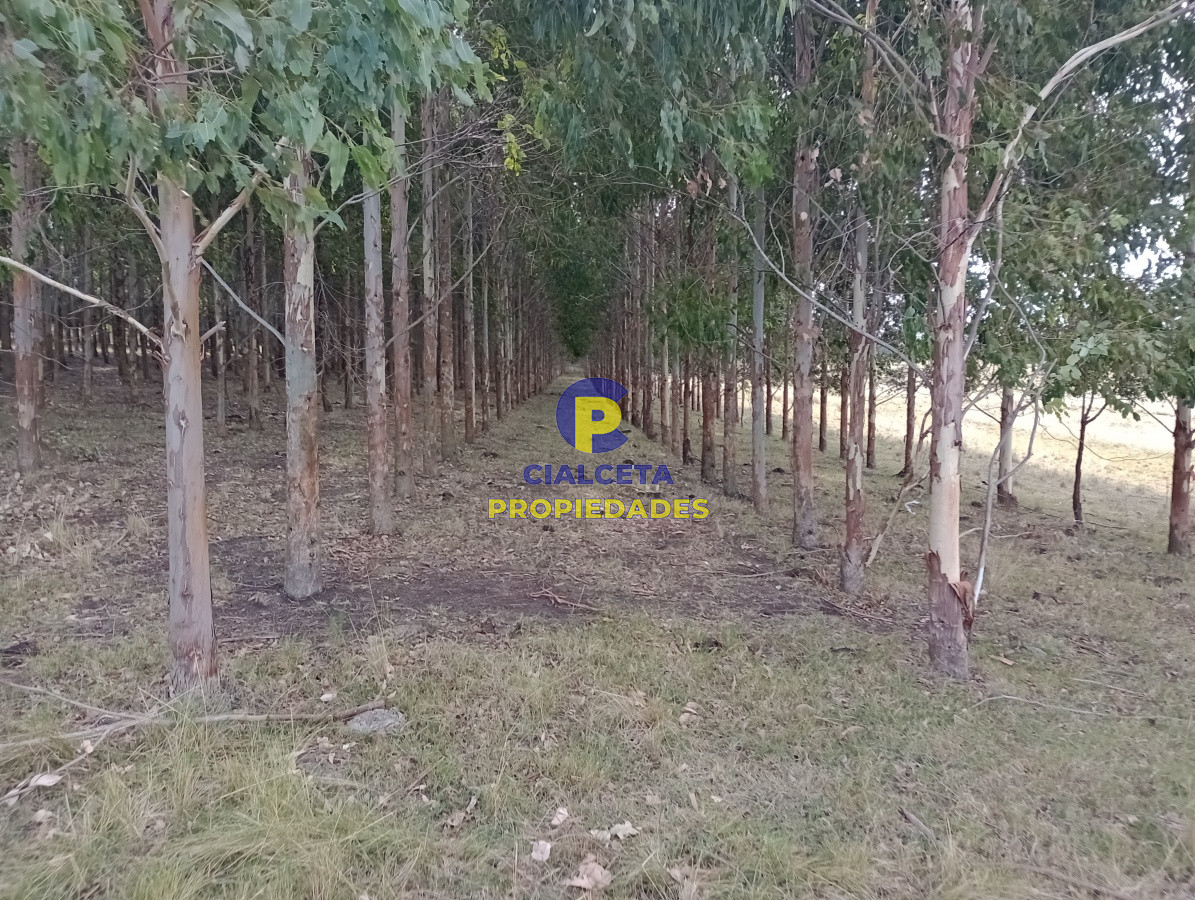 228 hectáreas en lavalleja - GoPunta - Portal Inmobiliario de Punta del Este - Maldonado