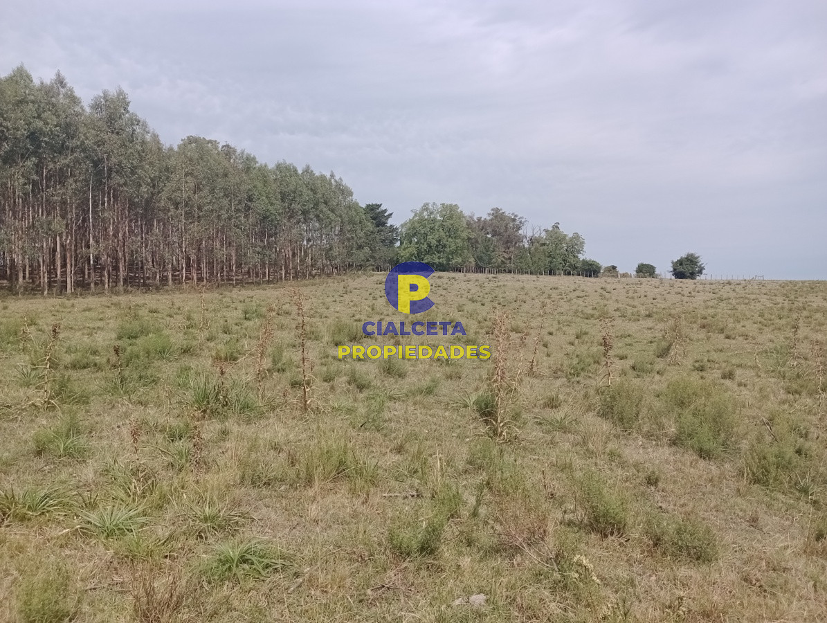 170 hectáreas en lavalleja - GoPunta - Portal Inmobiliario de Punta del Este - Maldonado
