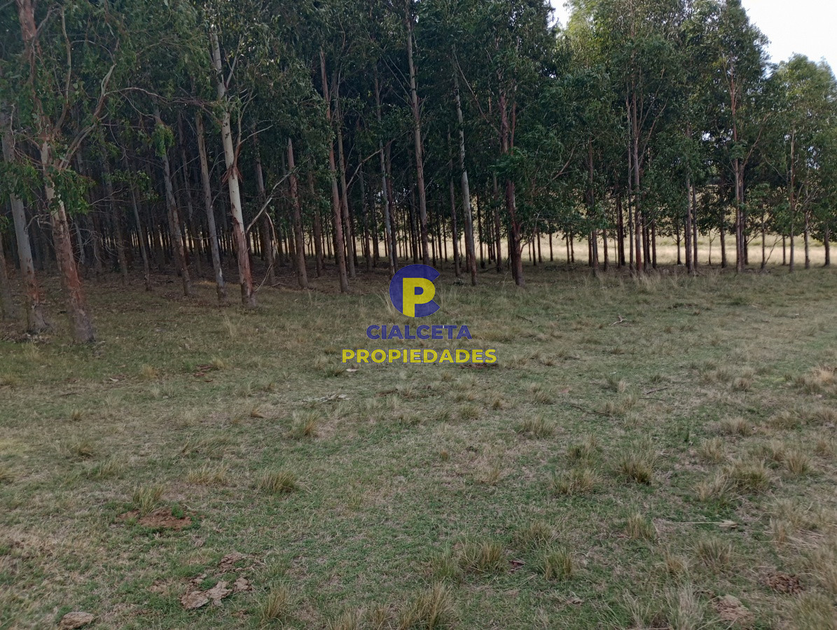 228 hectáreas en lavalleja - GoPunta - Portal Inmobiliario de Punta del Este - Maldonado