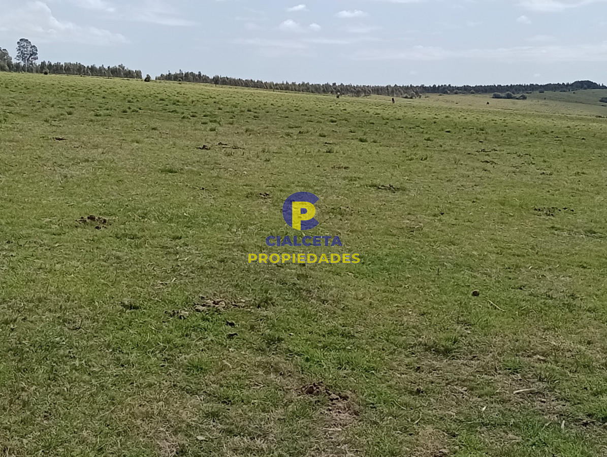 28 hectáreas y media en Maldonado - GoPunta - Portal Inmobiliario de Punta del Este - Maldonado