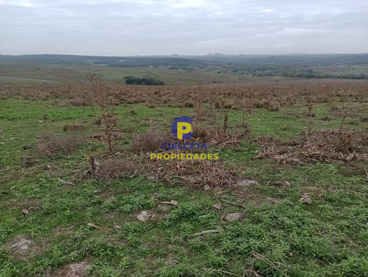 664 hectáreas en Colonia - GoPunta - Portal Inmobiliario de Punta del Este - Maldonado