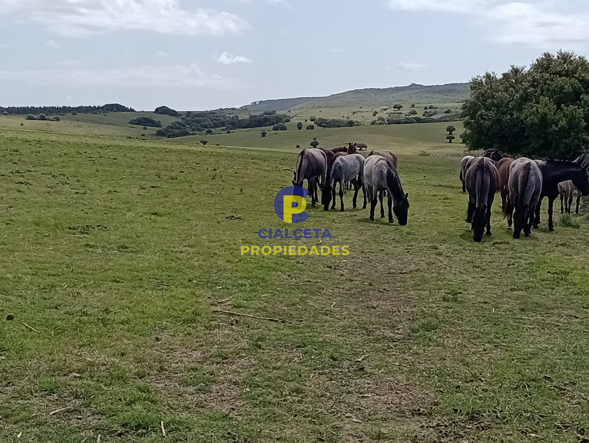 28 hectáreas y media en Maldonado - GoPunta - Portal Inmobiliario de Punta del Este - Maldonado