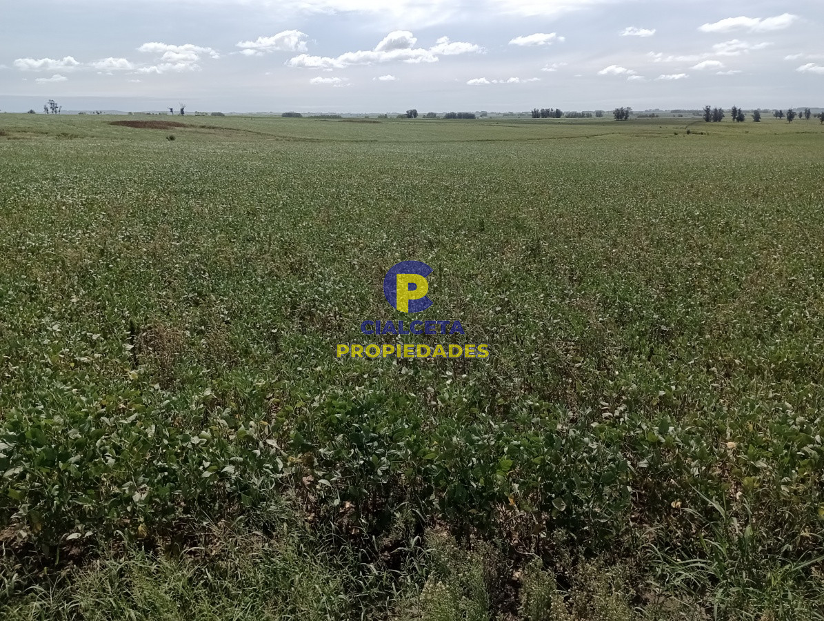 350 hectáreas en lavalleja - GoPunta - Portal Inmobiliario de Punta del Este - Maldonado