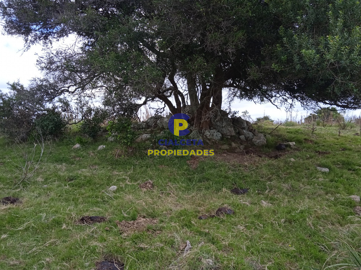 29 hectáreas en maldonado - GoPunta - Portal Inmobiliario de Punta del Este - Maldonado