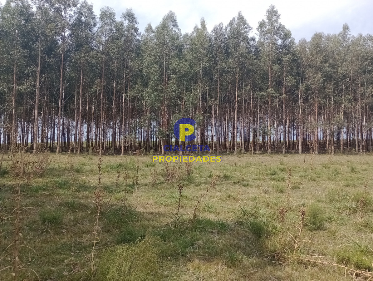 170 hectáreas en lavalleja - GoPunta - Portal Inmobiliario de Punta del Este - Maldonado