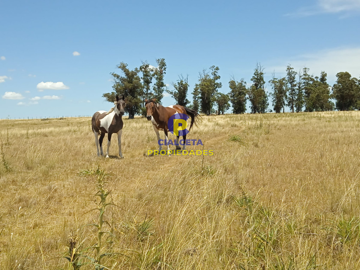 23 hectáreas en Lavalleja con arroyo - GoPunta - Portal Inmobiliario de Punta del Este - Maldonado