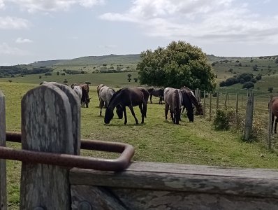 28 hectáreas y media en Maldonado