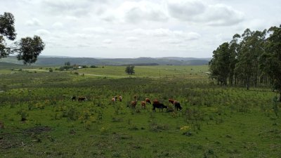 31 hectáreas en Maldonado